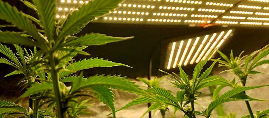 Cannabis is often grown indoors

Cappi Thompson/Getty Images



Read more: https://www.newscientist.com/article/2270366-colorados-legal-cannabis-farms-emit-more-carbon-than-its-coal-mines/#ixzz6r6DKWN3S